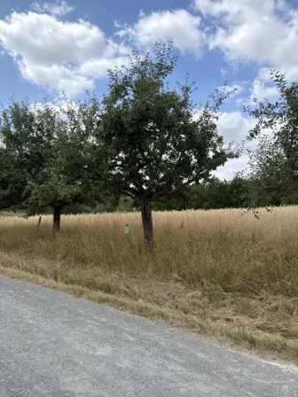 Foto treephoto-fdp6ipl99xfymirqjkub35nx.jpeg