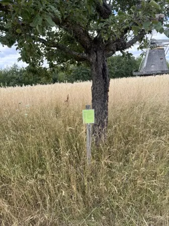 Foto treephoto-vwc58am5rw3v3m7x3kse7gej.jpeg