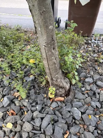Foto treephoto-le6mvd8vhpyfqvzg24k3vlr2.jpeg
