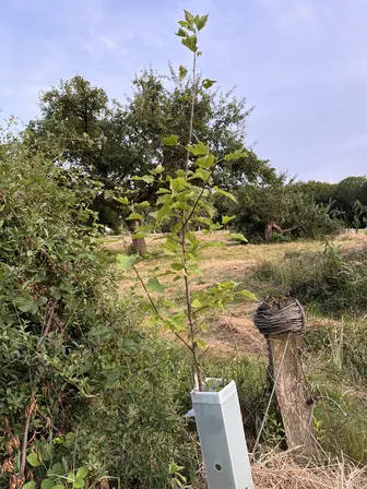 Foto treephoto-ygch5l7cq6myglu7etjmayuy.jpeg