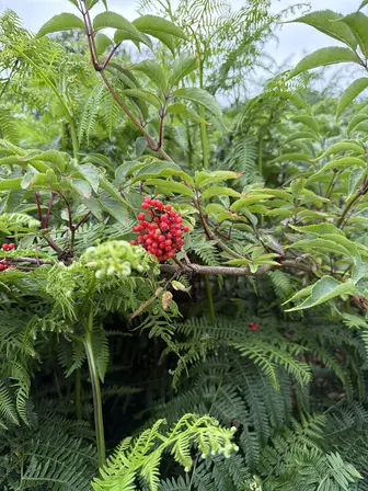 Foto treephoto-iymp5coozmq83ys0fhodhk2i.jpeg