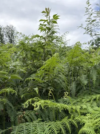 Foto treephoto-uql3h4qxl8lklxk42jmc2xco.jpeg