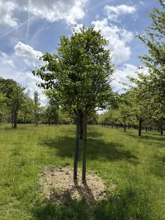Foto treephoto-aebsaxh9e3l7au9hqc69t8g2.jpeg