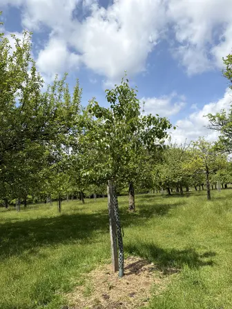 Foto treephoto-gq3a35jovrbn534eecaxbf26.jpeg