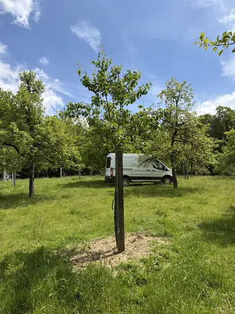 Foto treephoto-hkrb7nyj2vp8jvsp2d9ot7tt.jpeg