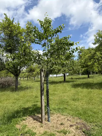 Foto treephoto-l4avigid3ymx8x1nq5thondc.jpeg