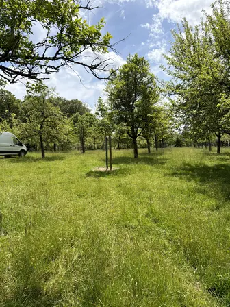 Foto treephoto-ll7fxj41f0uz16mt94ewh4xq.jpeg