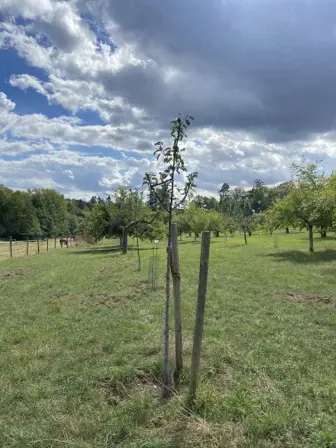 Foto treephoto-fpvhvyb6v72clfdrxxy26fsy.jpeg