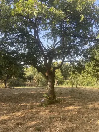 Foto treephoto-do819gqmztuikbl5irxai4nq.jpeg
