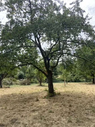 Foto treephoto-gu5xl3yhta43kyhrix64l9xa.jpeg