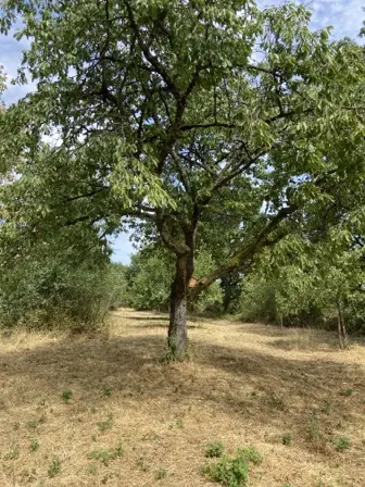 Foto treephoto-gzyij16ergjnttzucf6s8be1.jpeg