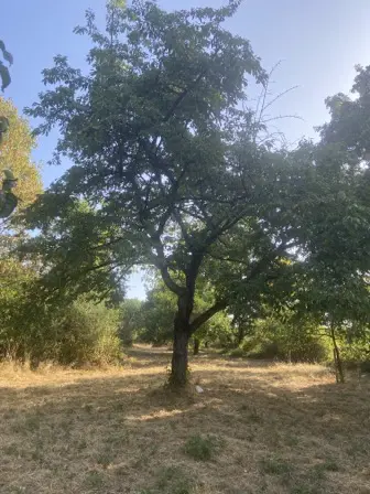 Foto treephoto-llm65mq2mgklv6ot1vammttb.jpeg
