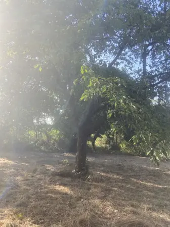Foto treephoto-o41qdmtiuh33ibxtsj7ju91r.jpeg