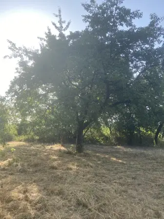 Foto treephoto-peetl3x6wvvzmqeq0zlobop9.jpeg