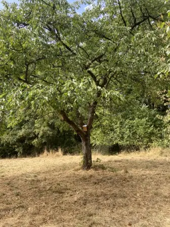 Foto treephoto-tap9u65f5o4fndzeonhbkqbu.jpeg