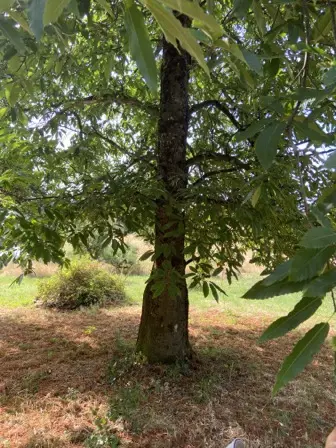 Foto treephoto-adjp1jknq5e38l7yu59g434q.jpeg