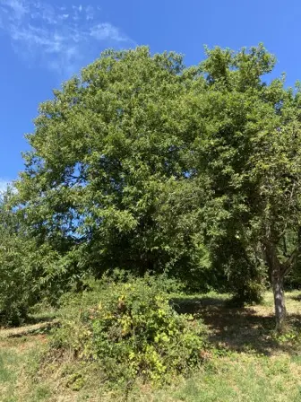 Foto treephoto-cfvcnu9jig84aaoju53mghvg.jpeg