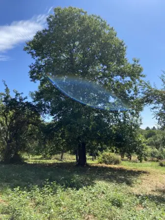 Foto treephoto-e4or973oi5pjdz8cw6y1tx3g.jpeg