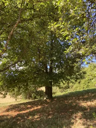 Foto treephoto-e9z2a86u01baxouoiflh33md.jpeg