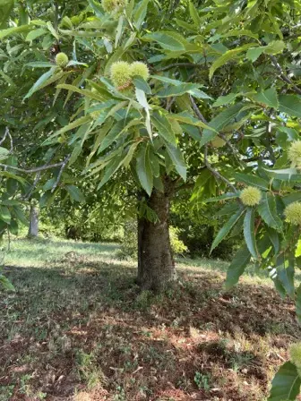 Foto treephoto-hwr94kph1k0j2e9c4ane5mp2.jpeg