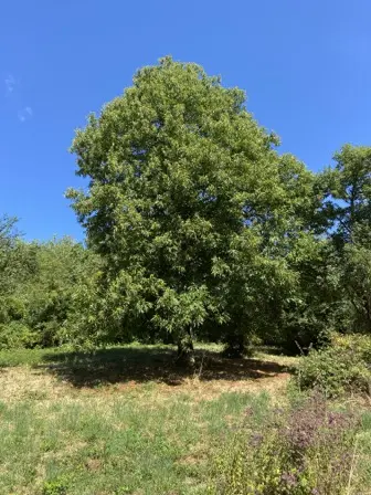 Foto treephoto-n346o5p37tvhau4z9tfqqcy1.jpeg