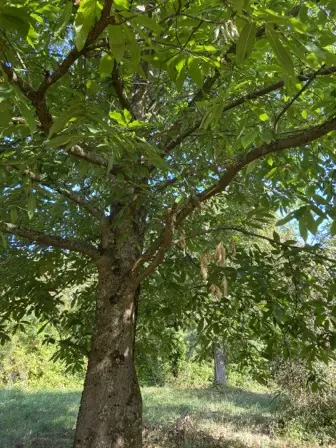 Foto treephoto-s3isj5w37djbpe7klfulcb93.jpeg