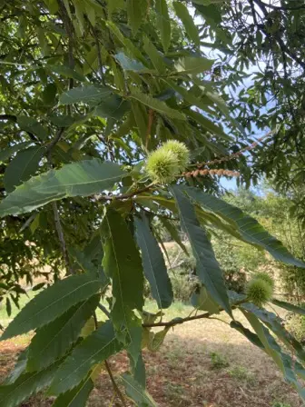 Foto treephoto-wakcvxrqbslaf1k4jw7l2ty9.jpeg