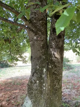 Foto treephoto-x8e670mr316gf38541c0yskg.jpeg