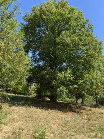 Foto treephoto-zbwwyk9oczfqot9z4i3xlfwj.jpeg
