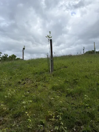 Foto treephoto-bprmwr14875wm022yb8f33i9.jpeg