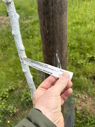 Foto treephoto-ma53yrdyn1bti7mv1hrxkyns.jpeg