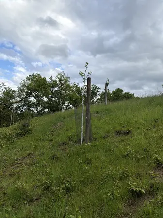 Foto treephoto-t61bz18vz46klfvyhv9w8mfu.jpeg