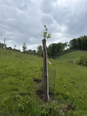 Foto treephoto-zyj2e0usesztdfox3vvaeibp.jpeg