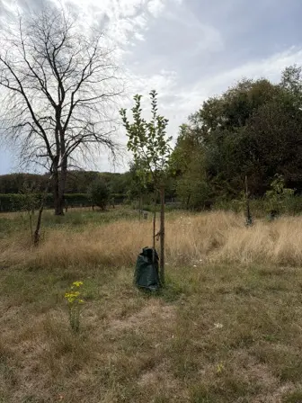 Foto treephoto-wo0sr5f00pq6dxr8j9erc6ic.jpeg