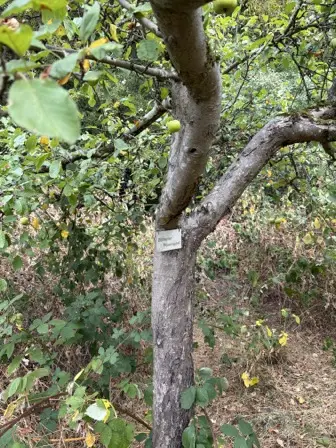 Foto treephoto-c0gu2b02nxlwkmp6prppctkm.jpeg