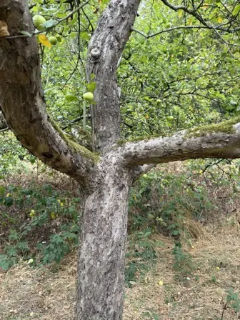 Foto treephoto-cntj9p7fmn6k50laum1ai0wj.jpeg