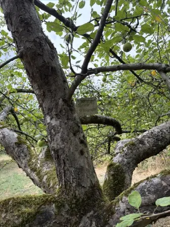 Foto treephoto-e8awufanuk3od7xk9giw0fzv.jpeg