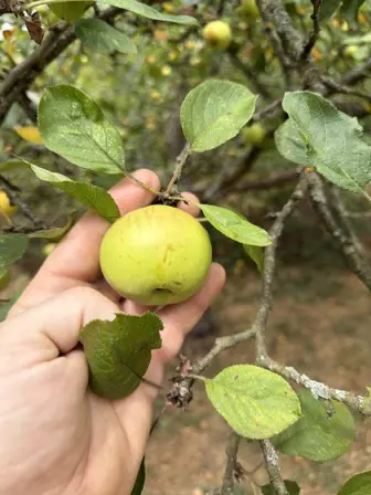 Foto treephoto-grhhocwwmi00h8hvp07cfbnt.jpeg