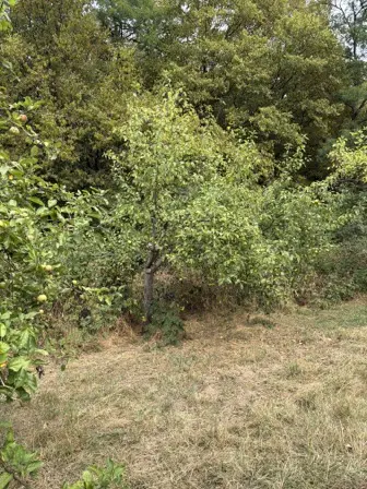 Foto treephoto-oohxt8axnfhsl74msnp1vg7h.jpeg