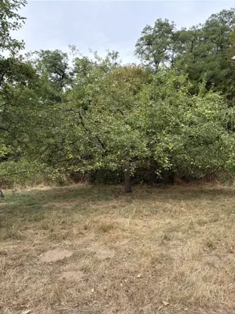 Foto treephoto-ozmnj6vd91rpy4dtppkvav8g.jpeg