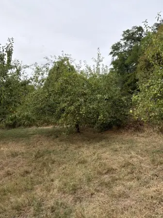 Foto treephoto-rt9n68mgw1i15qpawyfnlfum.jpeg