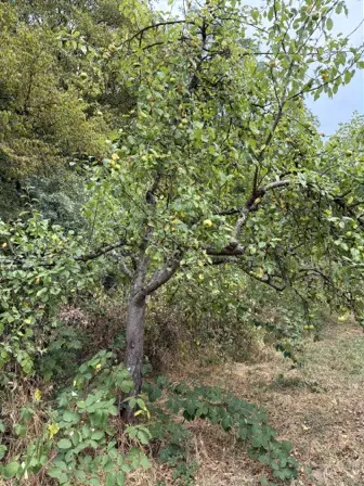 Foto treephoto-smpi3hfc9y7a142zvpokkf5v.jpeg