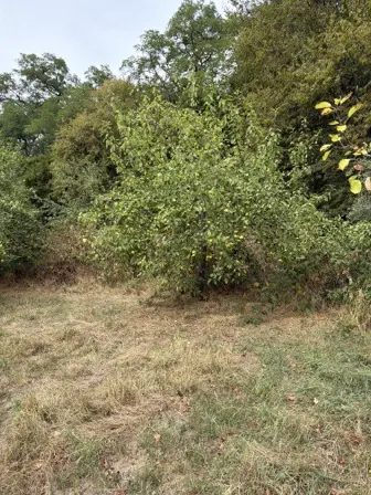 Foto treephoto-wblhjb4a3prfh5qnm2gps0vn.jpeg