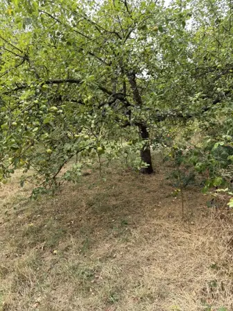 Foto treephoto-yaixn3hm40x8qh298vg7gsgv.jpeg