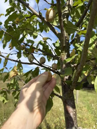 Foto treephoto-cptsto2oeomsq256qu27eooz.jpeg