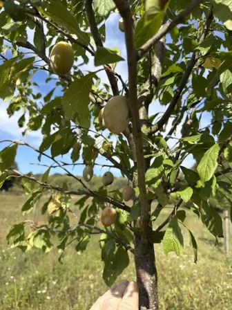 Foto treephoto-u36kzvod2vk19qoxsh2qk17p.jpeg