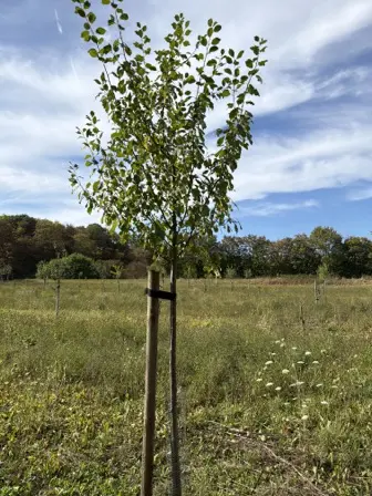 Foto treephoto-x8j6jeyj6coijmwnvg1bldxu.jpeg