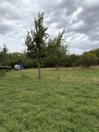Foto treephoto-v82bgt414zf0s8r4dz68r3ap.jpeg