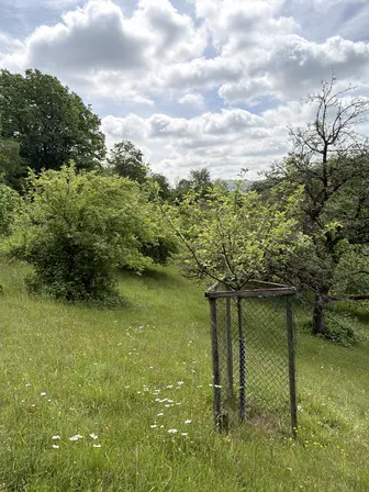 Foto treephoto-h1pa304zcjwy3vkm1a71jxi0.jpeg