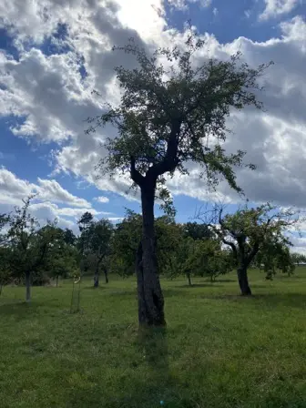 Foto treephoto-coqedopqy3cr99sa82tofxi2.jpeg